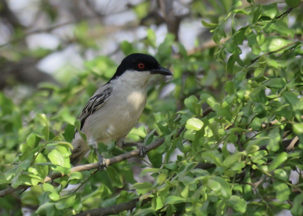 Black-backed Puffback - ML644174470
