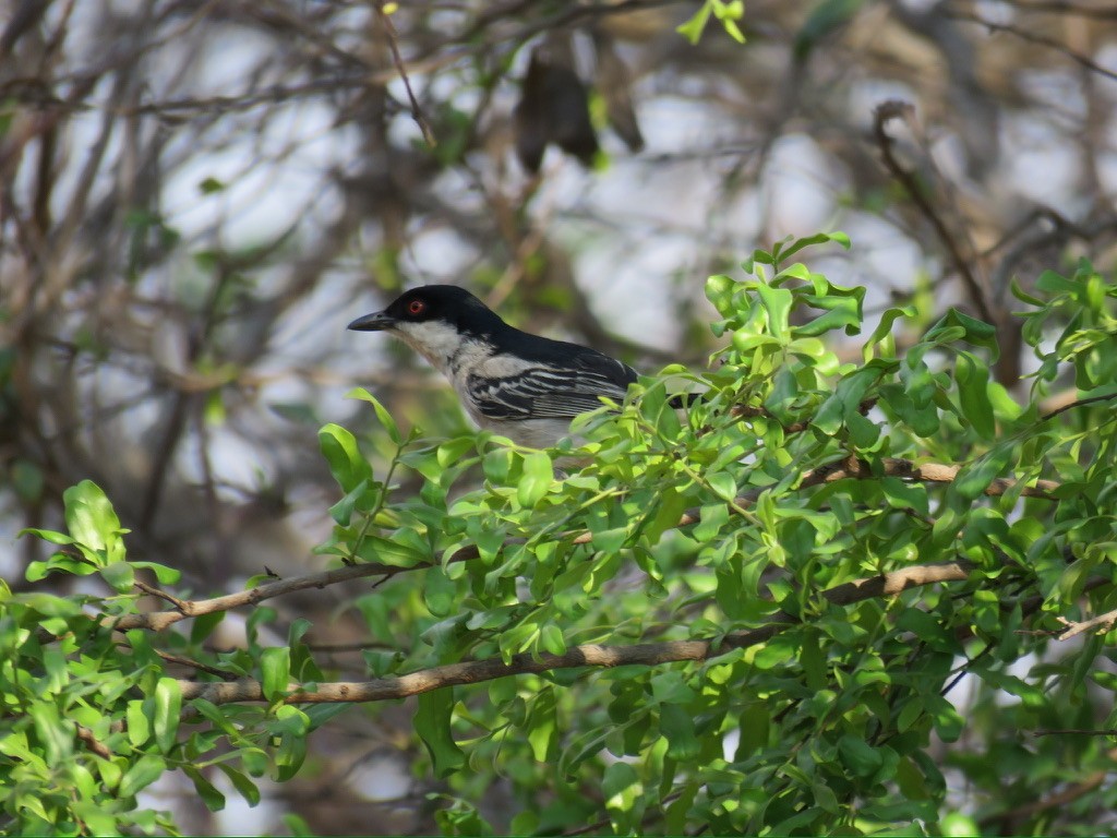 Black-backed Puffback - ML644174471