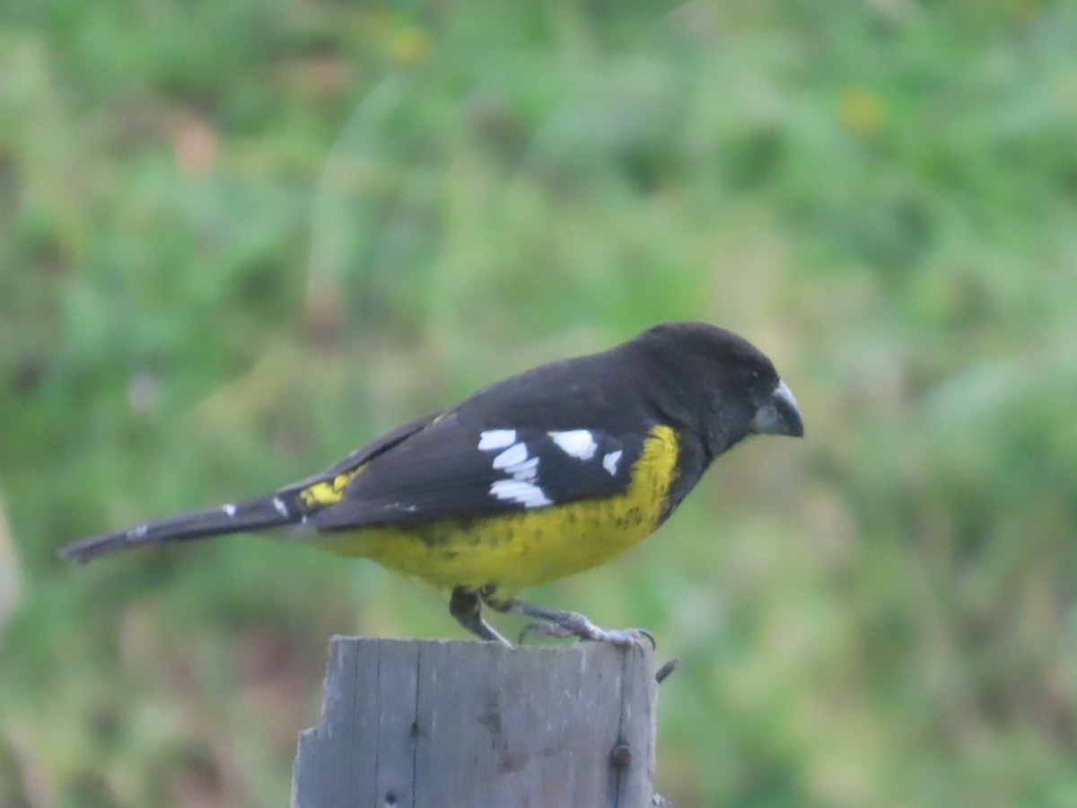 Black-backed Grosbeak - ML644174483