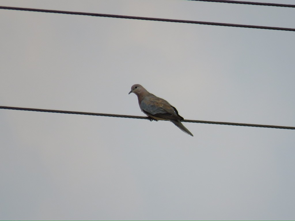 Laughing Dove - ML644174491