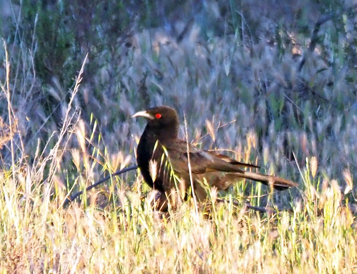 White-winged Chough - ML644174505