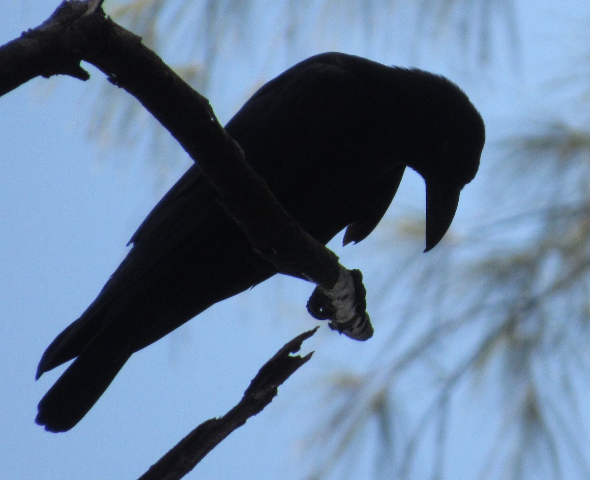Large-billed Crow - ML644174542