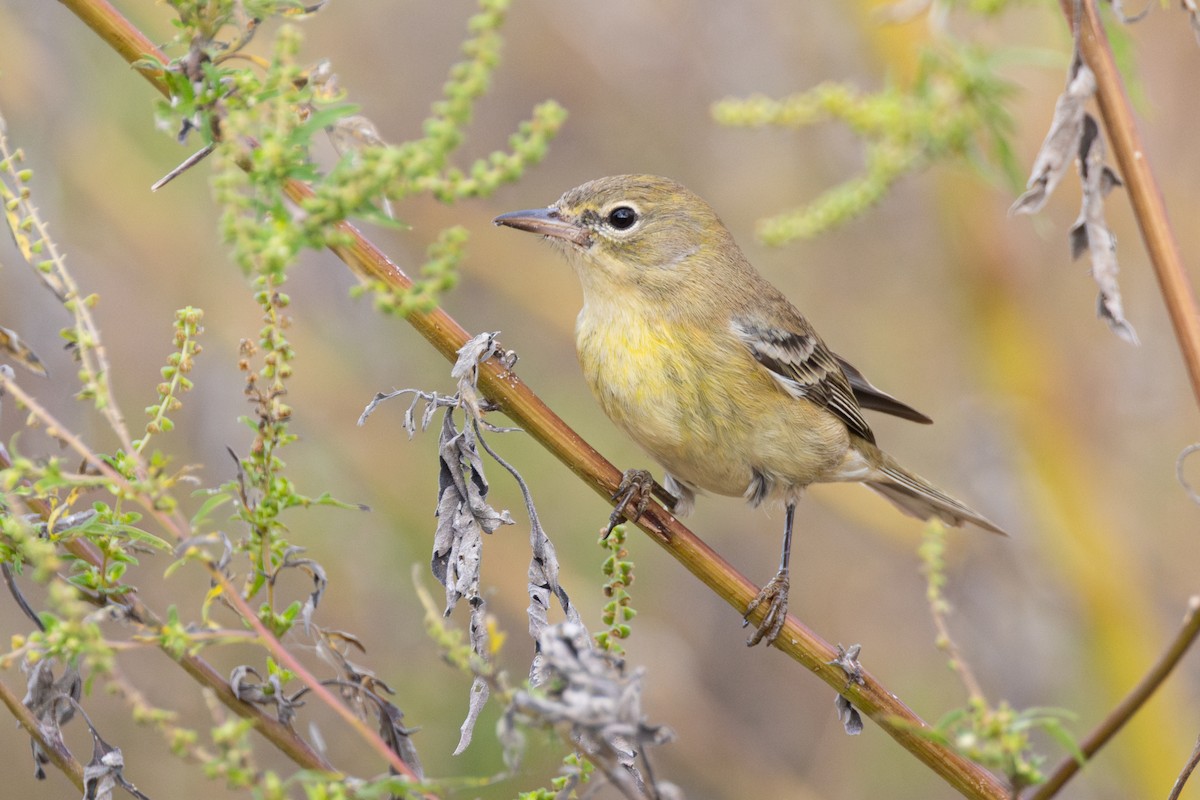 Pine Warbler - ML644174575