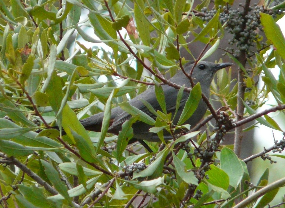 Gray Catbird - ML644174592