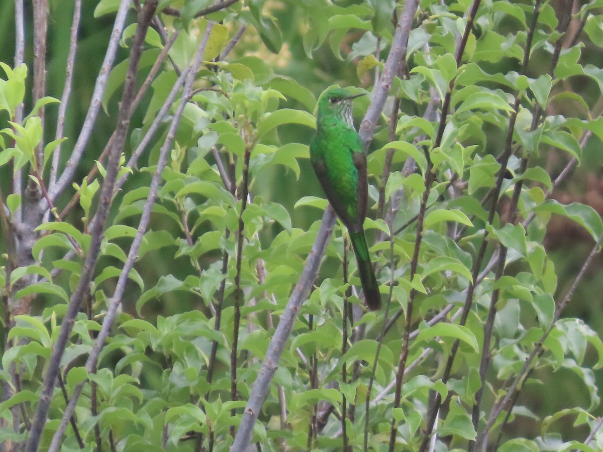 Green-tailed Trainbearer - ML644174596