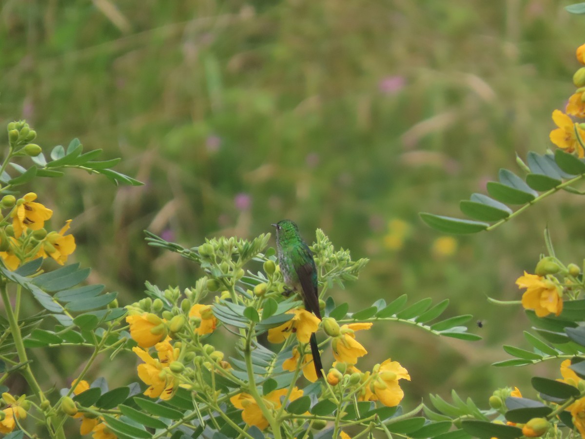 Green-tailed Trainbearer - ML644174598