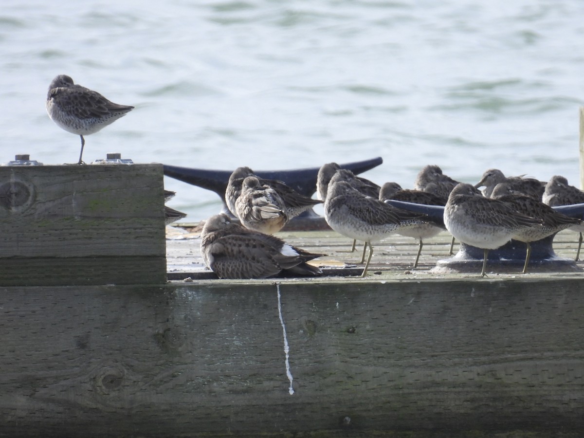 Hudsonian Godwit - ML644174618
