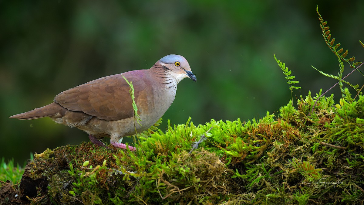 White-throated Quail-Dove - ML644174628