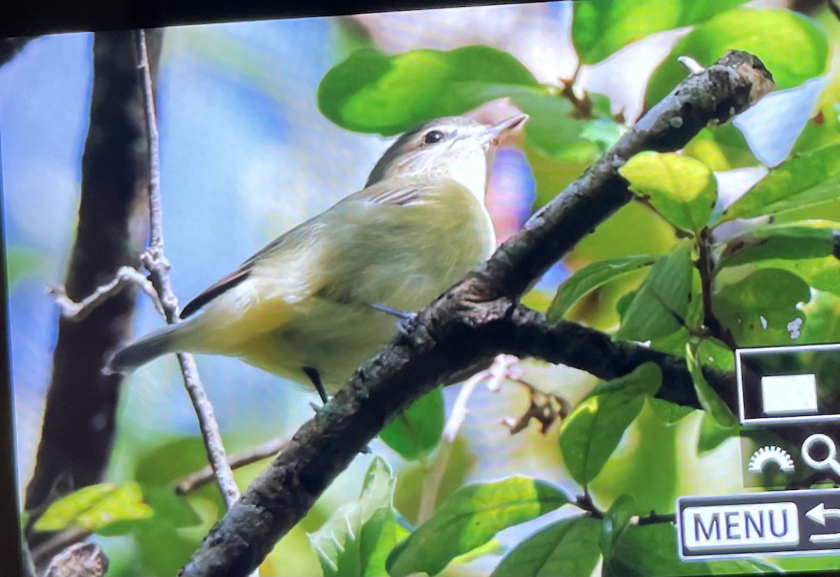 Philadelphia Vireo - ML644174644