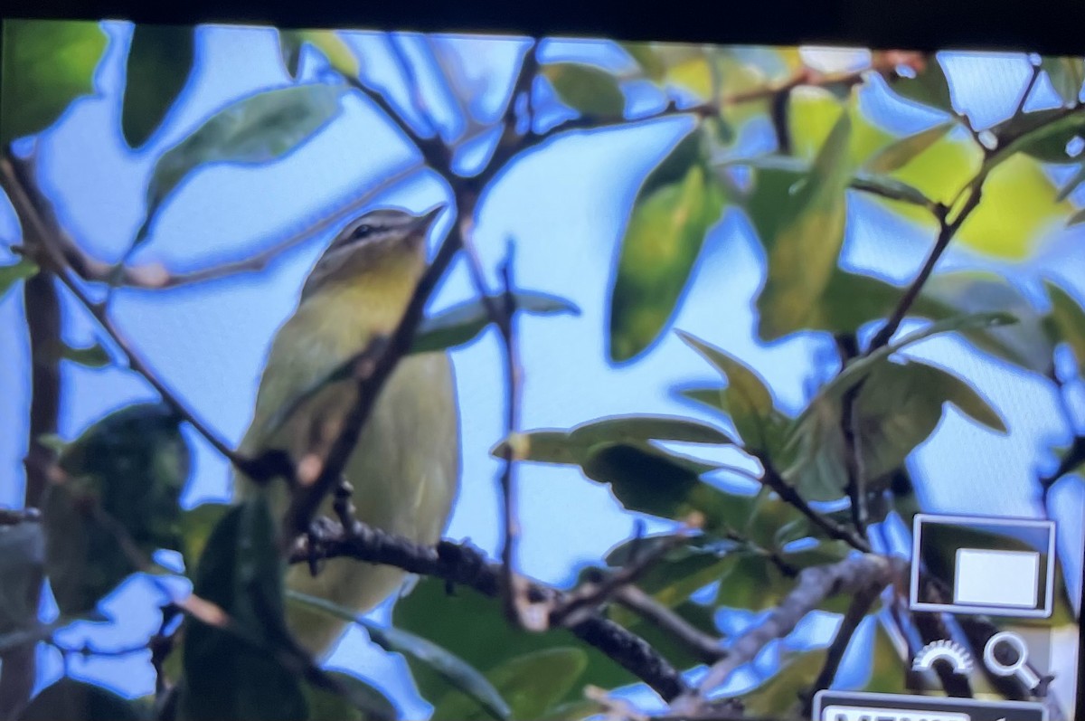 Philadelphia Vireo - ML644174645