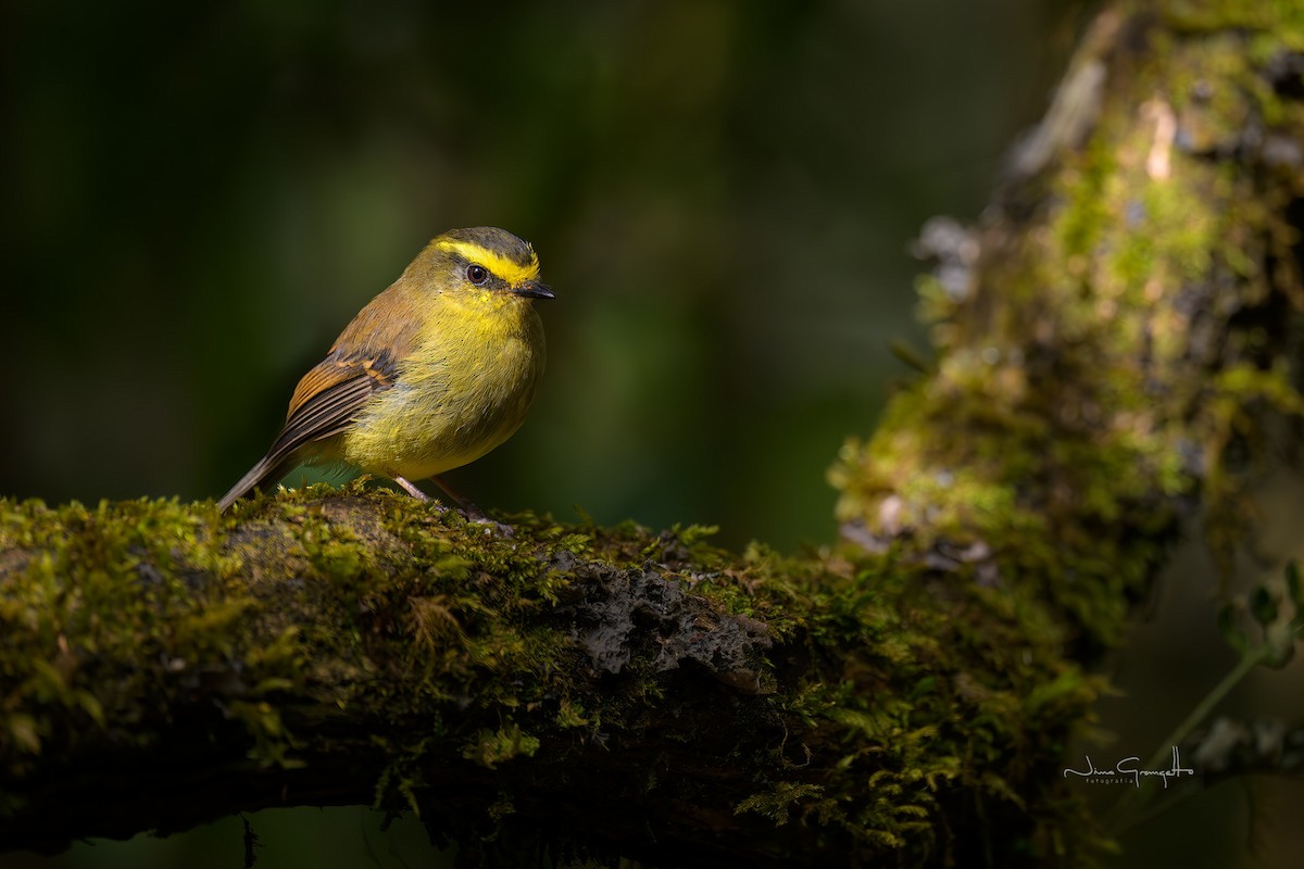 キバラヒタキタイランチョウ - ML644174693