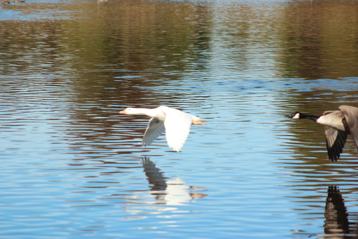 tamgås (domestisert Anser sp.) - ML644174715