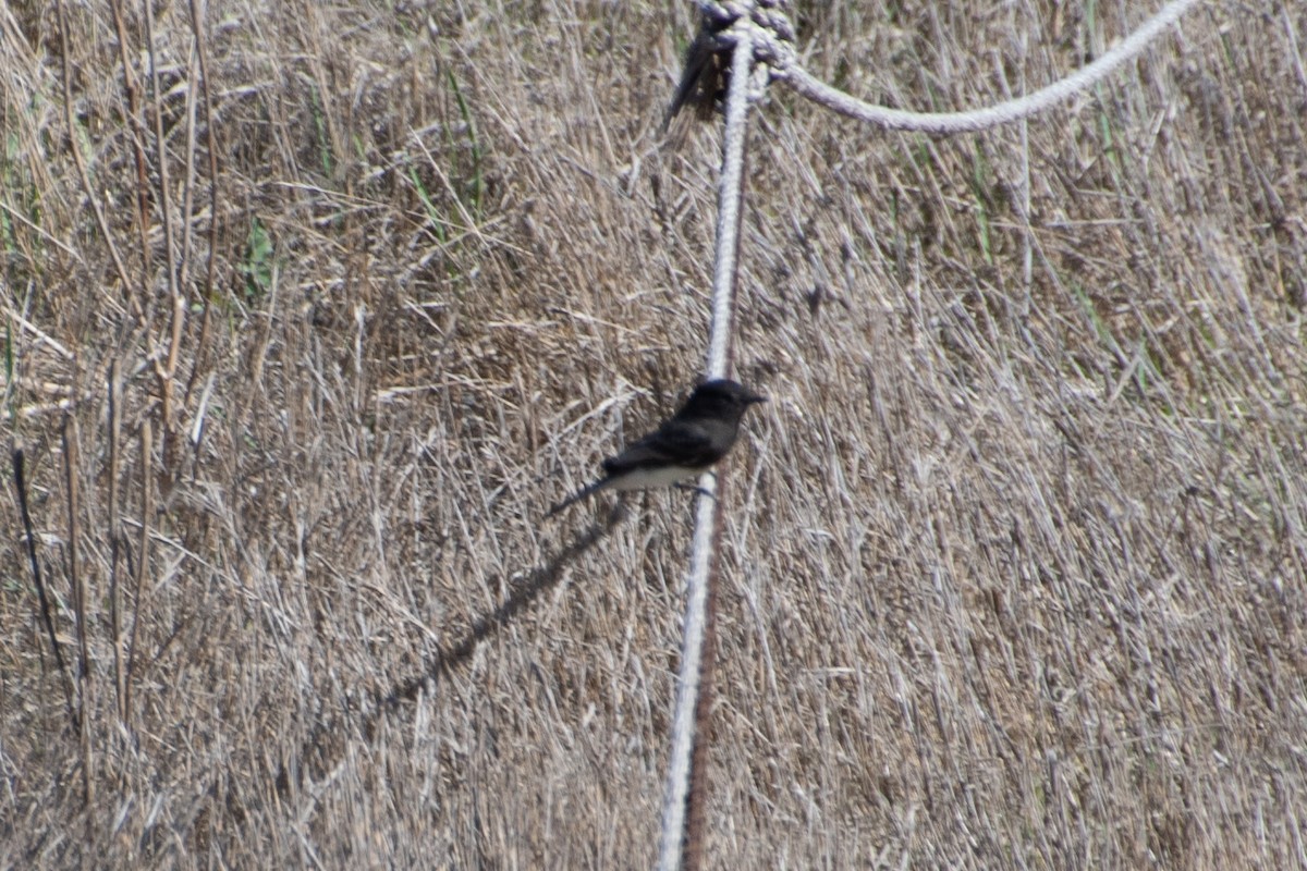 Black Phoebe - ML644174722