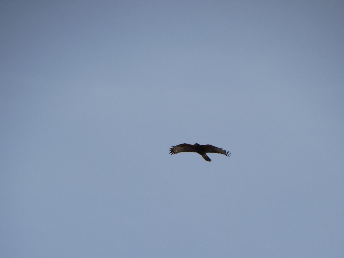 Harris's Hawk - ML644174728