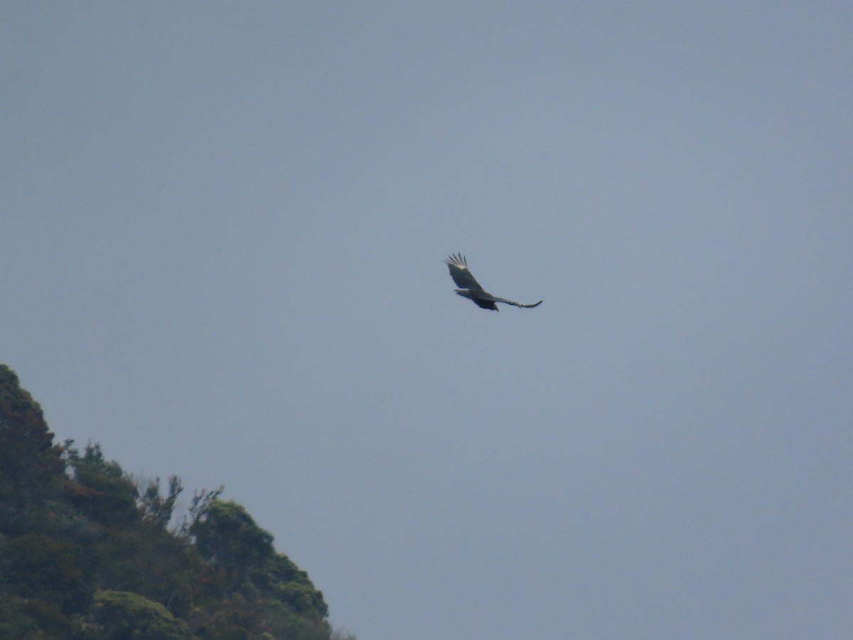 Black Vulture - ML644174731