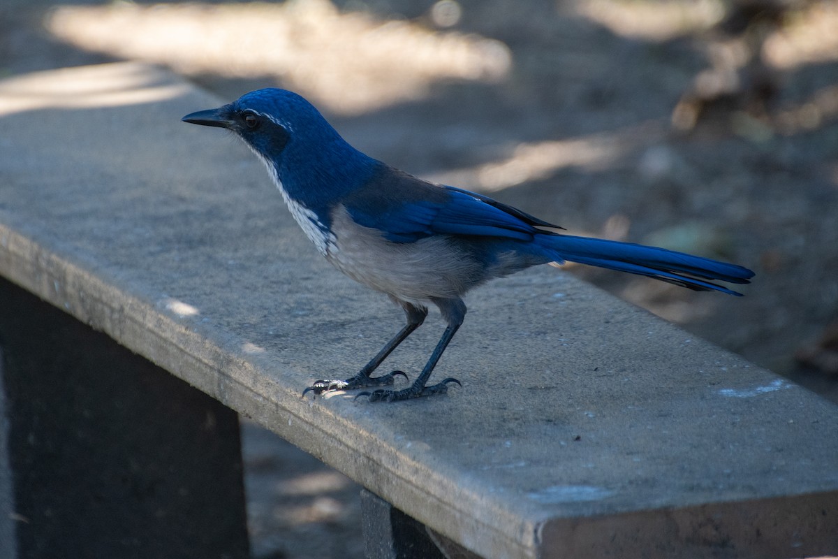 Chara de Santa Cruz - ML644174735