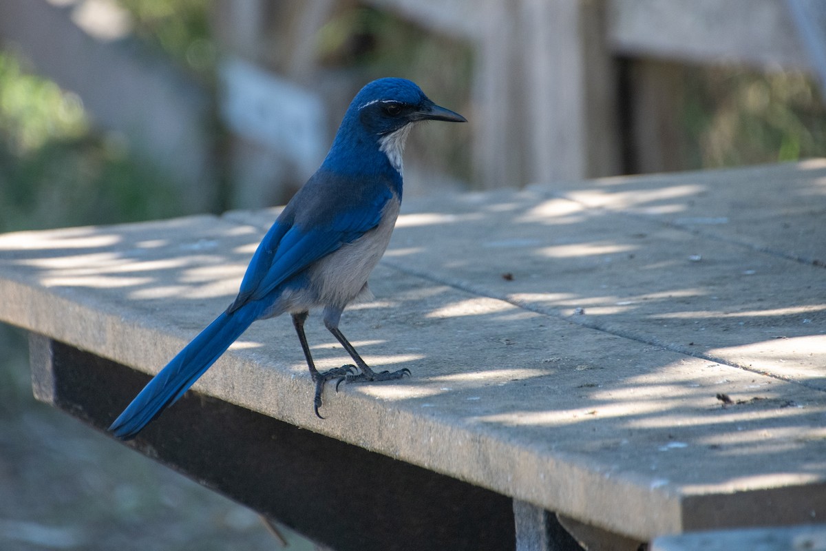 Chara de Santa Cruz - ML644174736