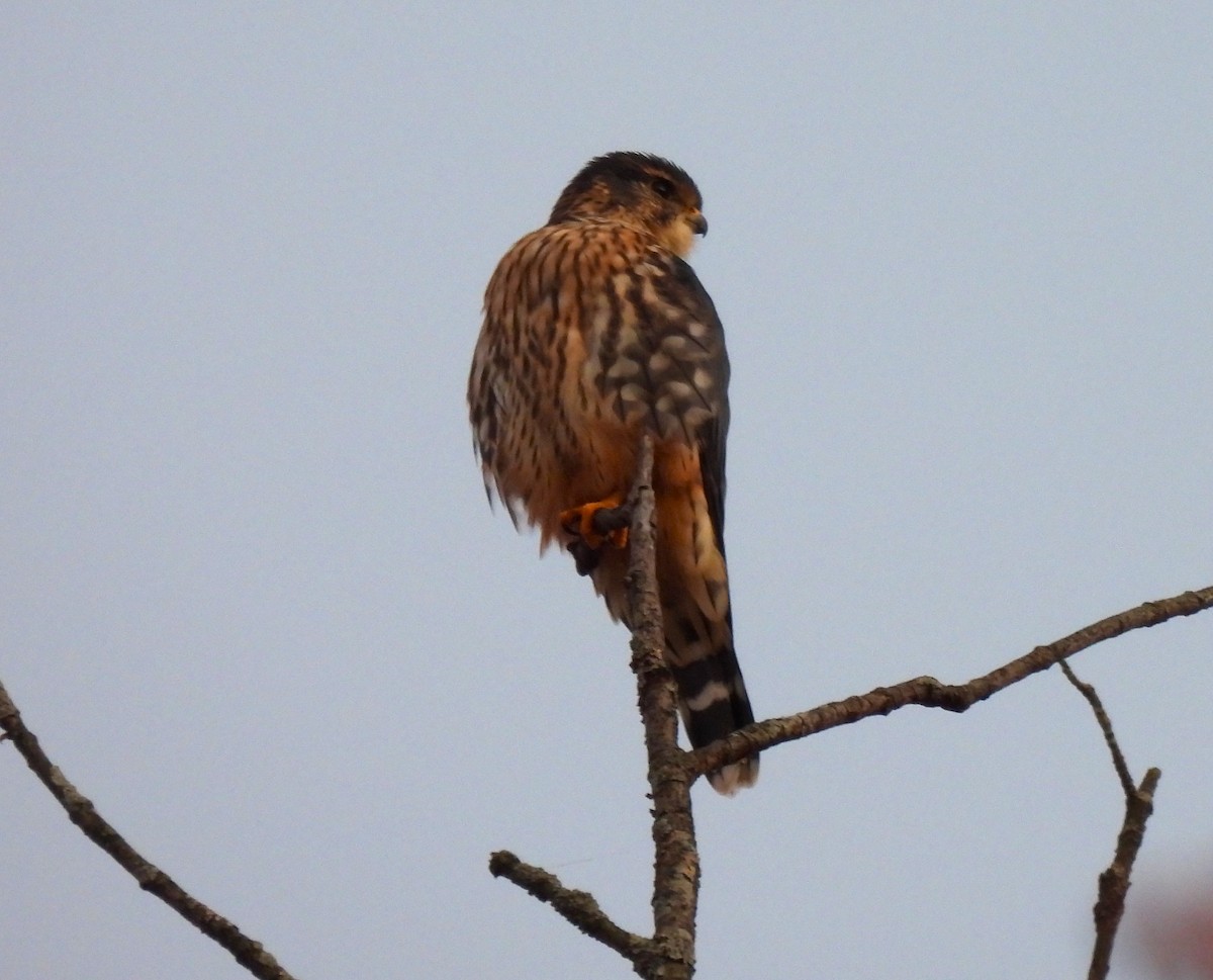 Merlin (Taiga) - ML644174737