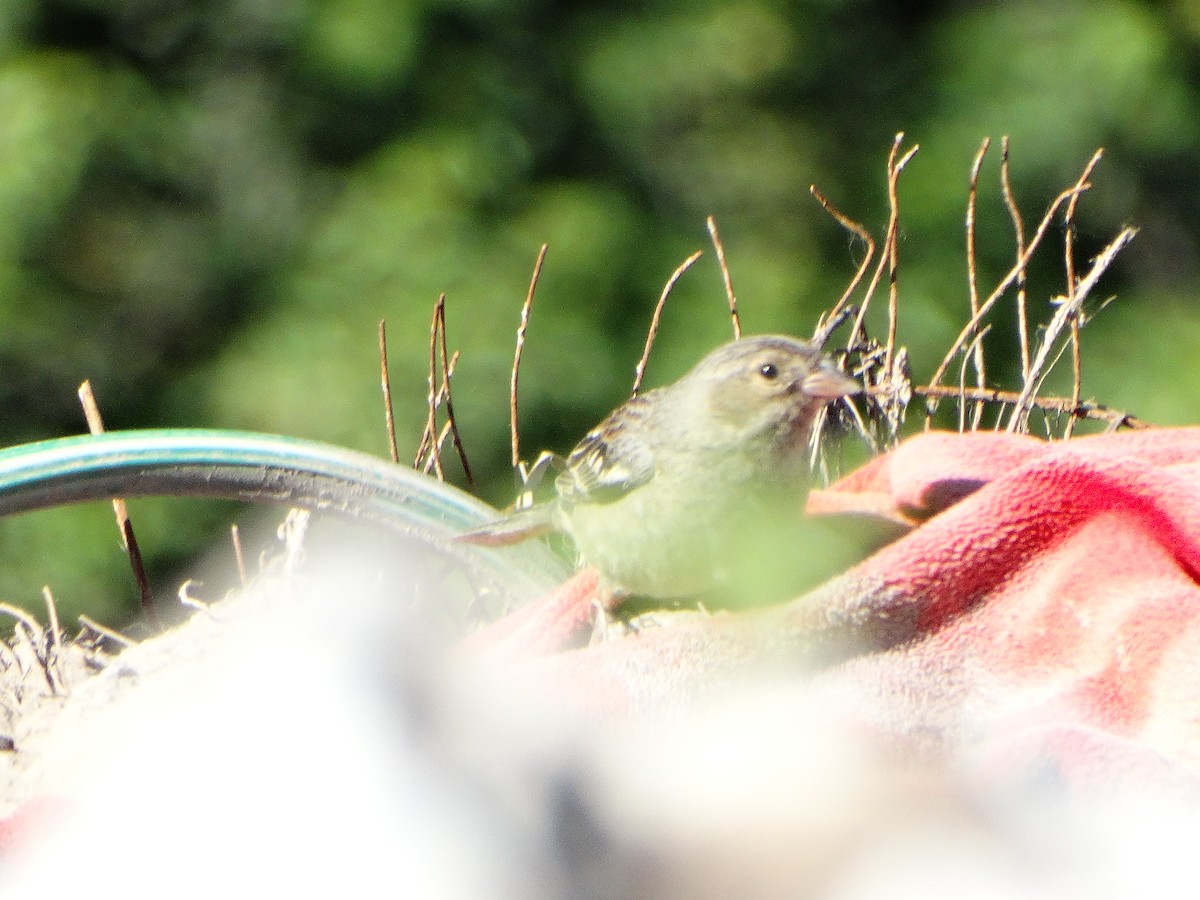 Mourning Sierra Finch - ML644174738