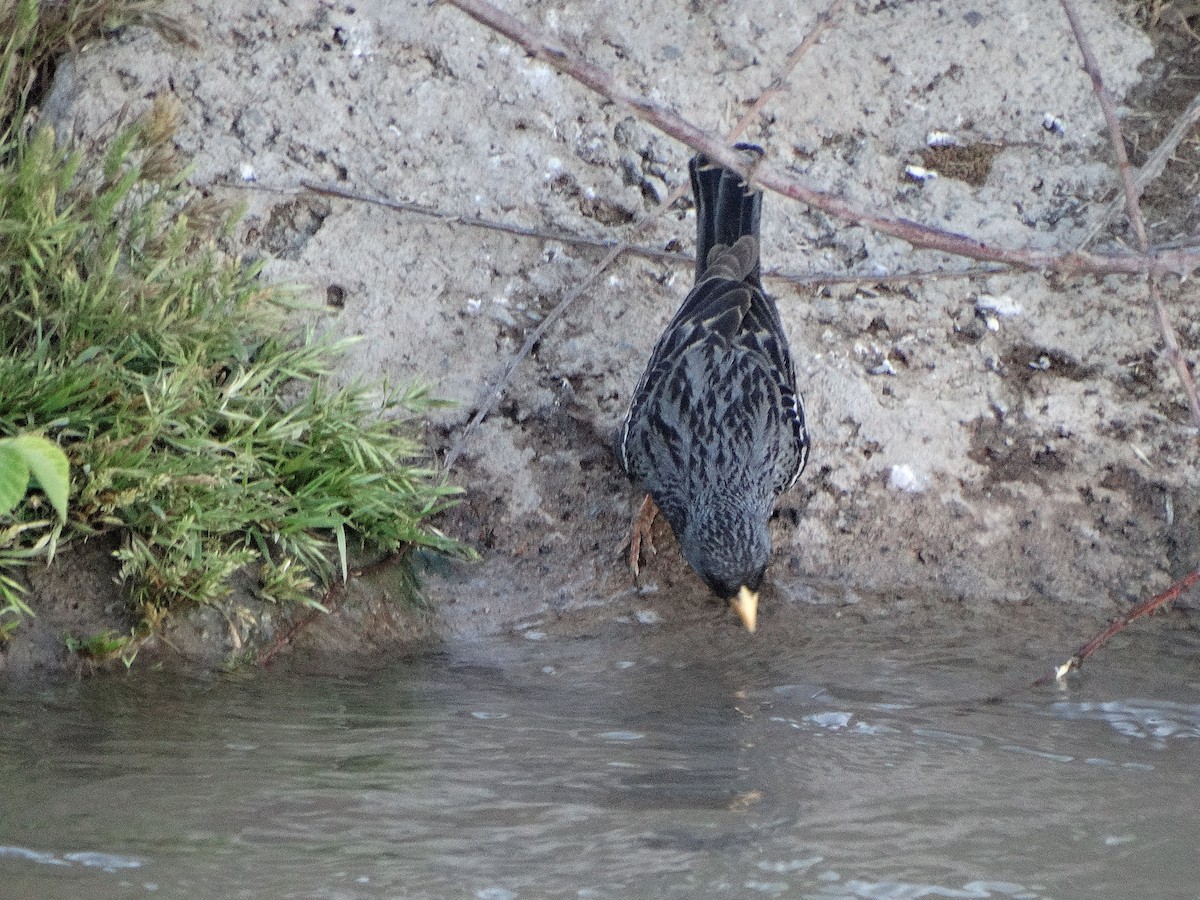 Mourning Sierra Finch - ML644174739