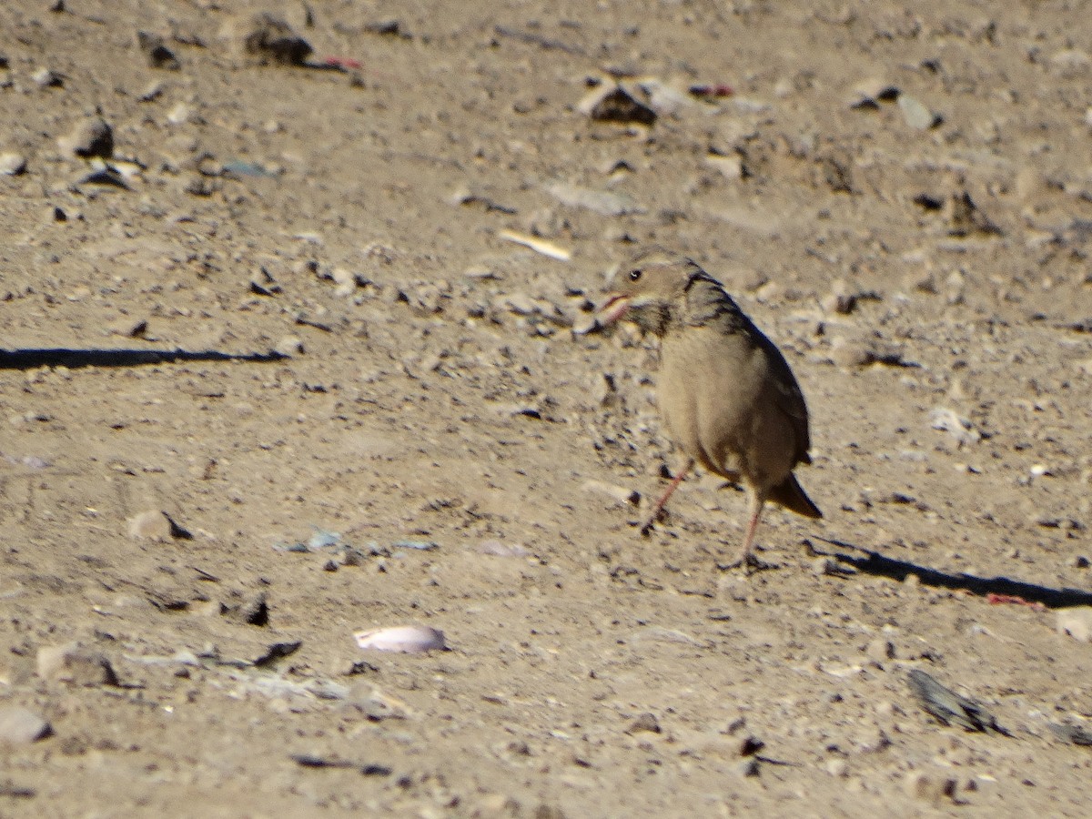 Mourning Sierra Finch - ML644174740
