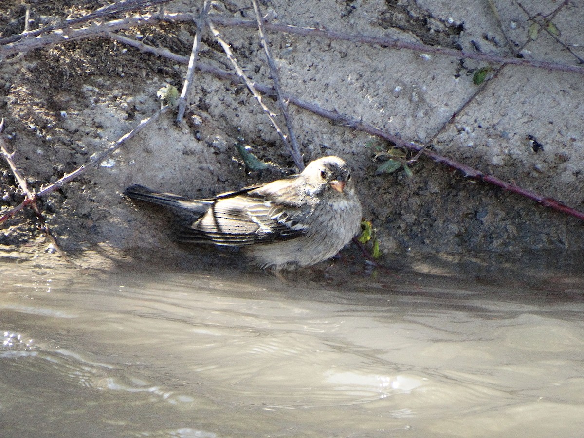 Mourning Sierra Finch - ML644174741