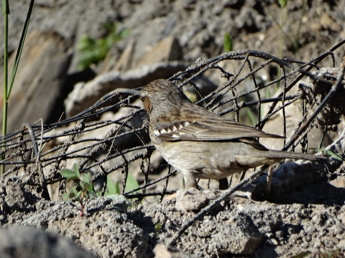 Mourning Sierra Finch - ML644174742