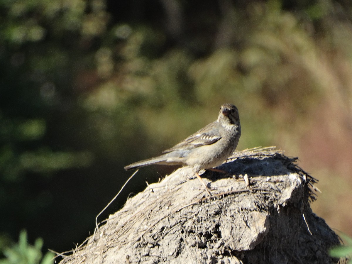 Mourning Sierra Finch - ML644174743