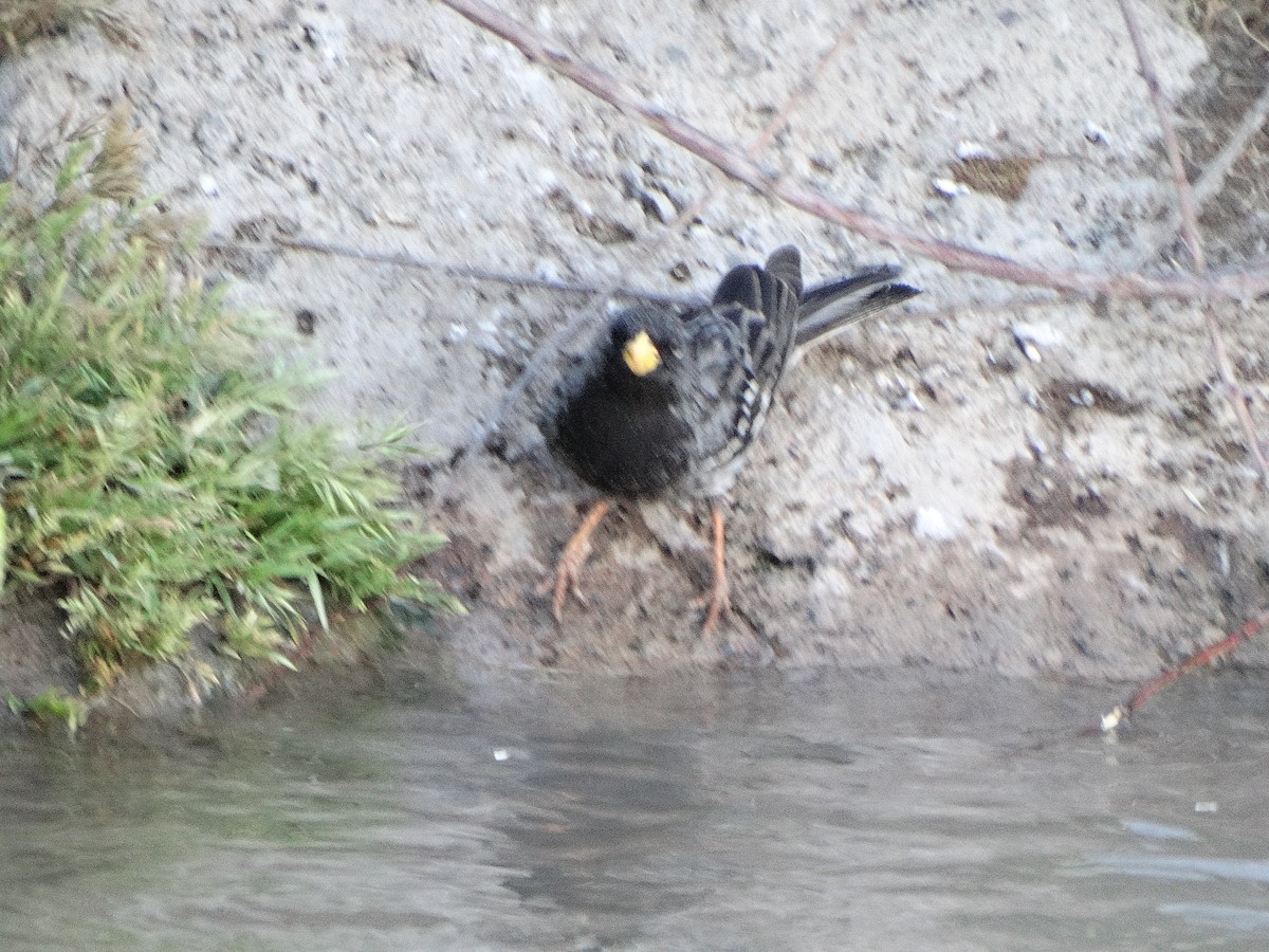Mourning Sierra Finch - ML644174744