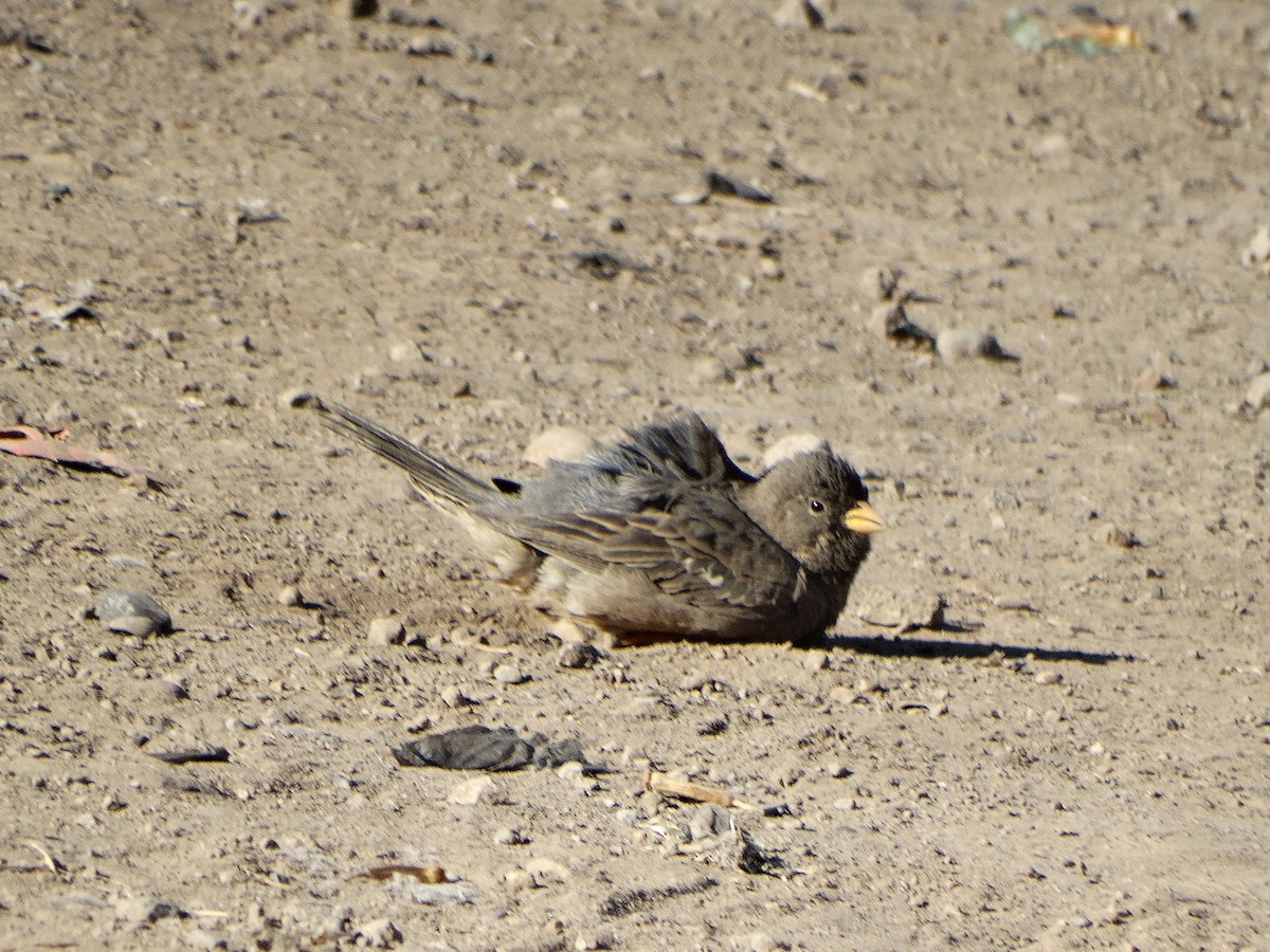 Mourning Sierra Finch - ML644174745