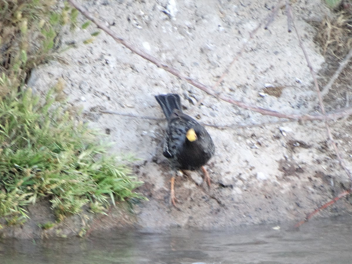 Mourning Sierra Finch - ML644174746