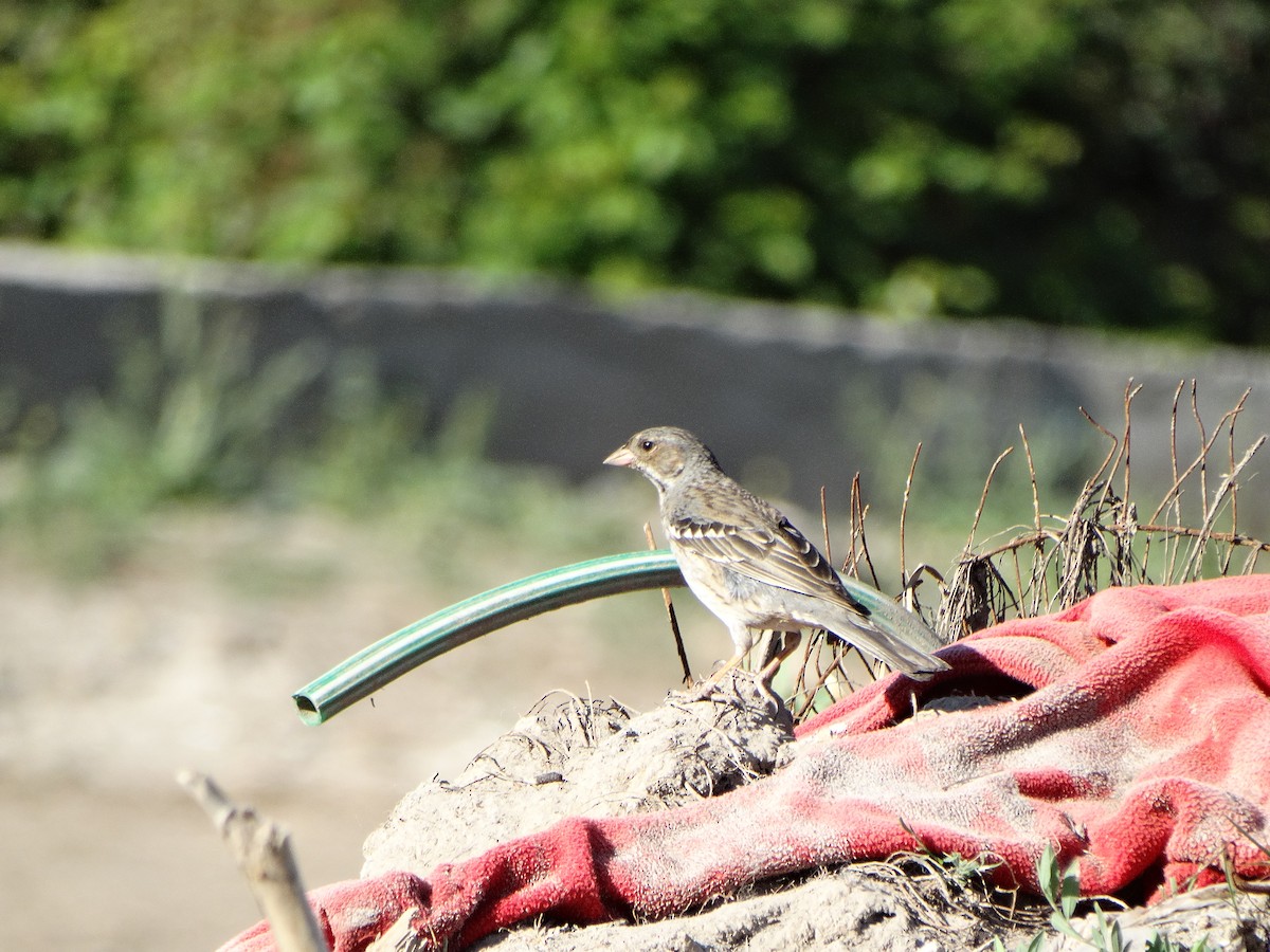 Mourning Sierra Finch - ML644174747