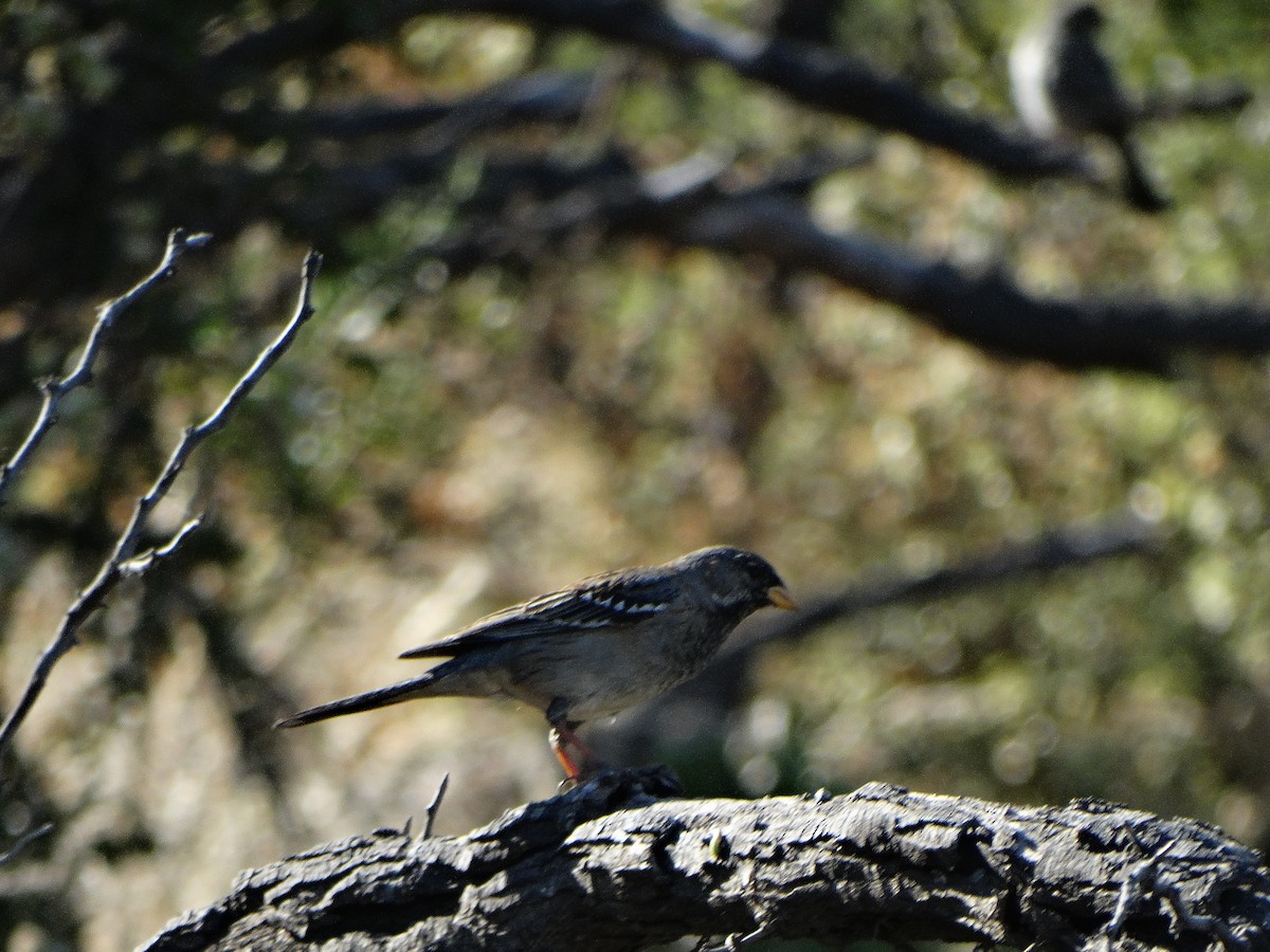 Mourning Sierra Finch - ML644174748