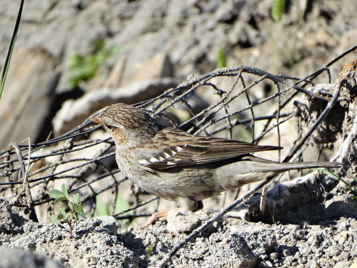 Mourning Sierra Finch - ML644174749
