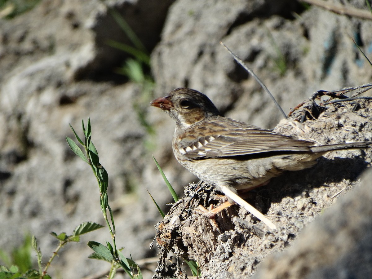 Mourning Sierra Finch - ML644174750