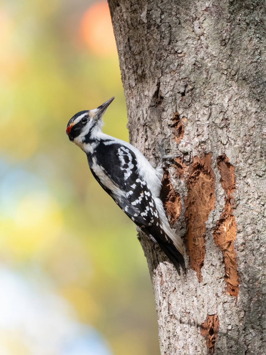 Hairy Woodpecker - ML644174756