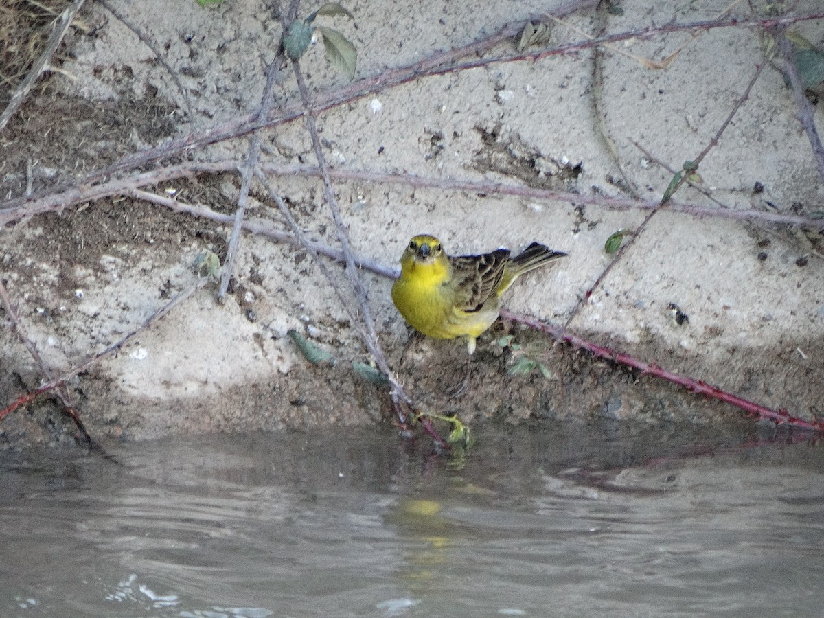 Grassland Yellow-Finch - ML644174758