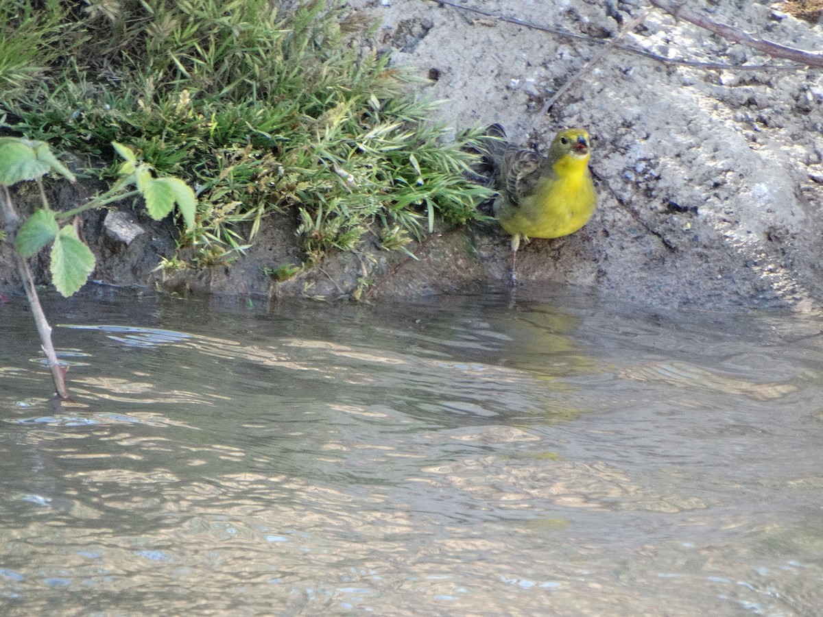 Grassland Yellow-Finch - ML644174759