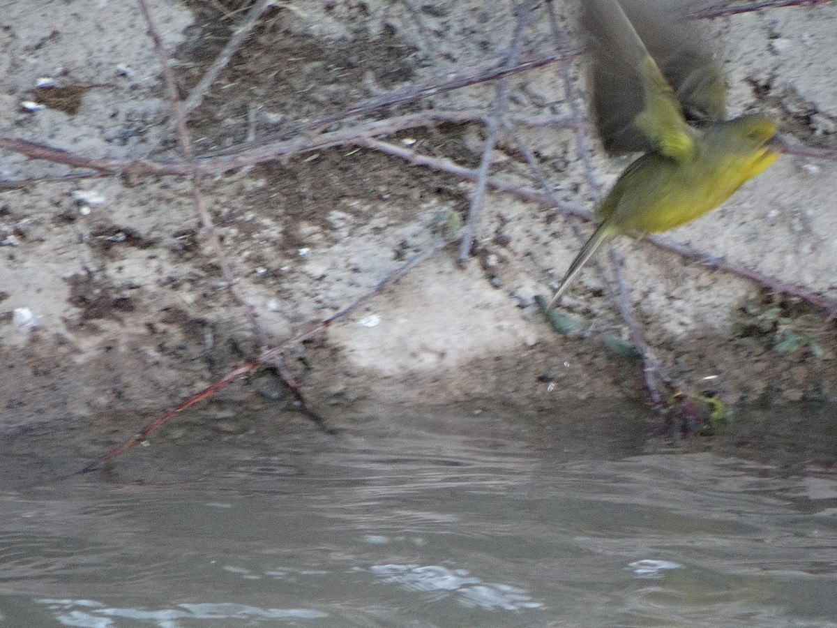 Grassland Yellow-Finch - ML644174760