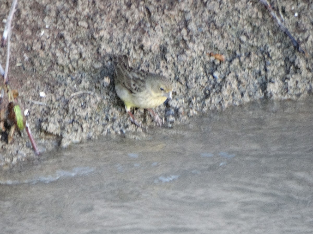 Grassland Yellow-Finch - ML644174761