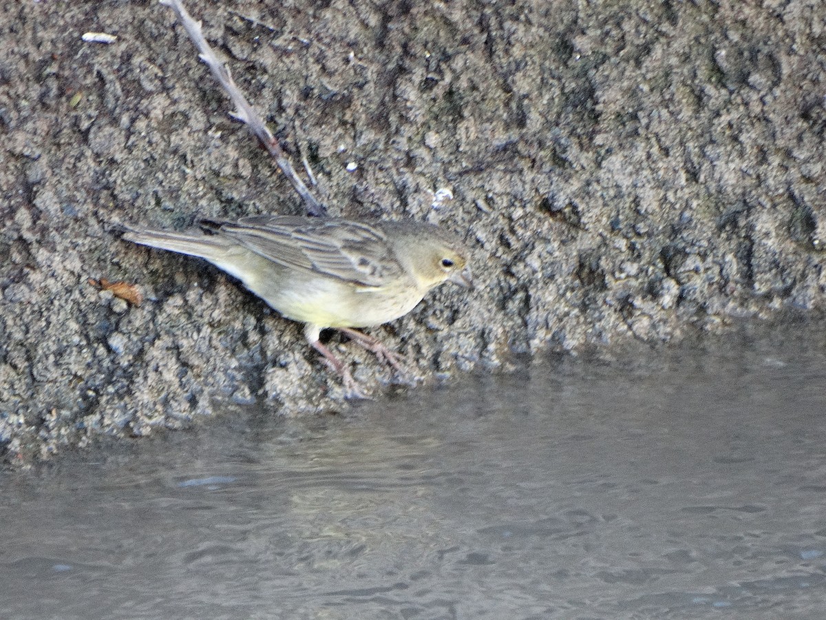 Grassland Yellow-Finch - ML644174762