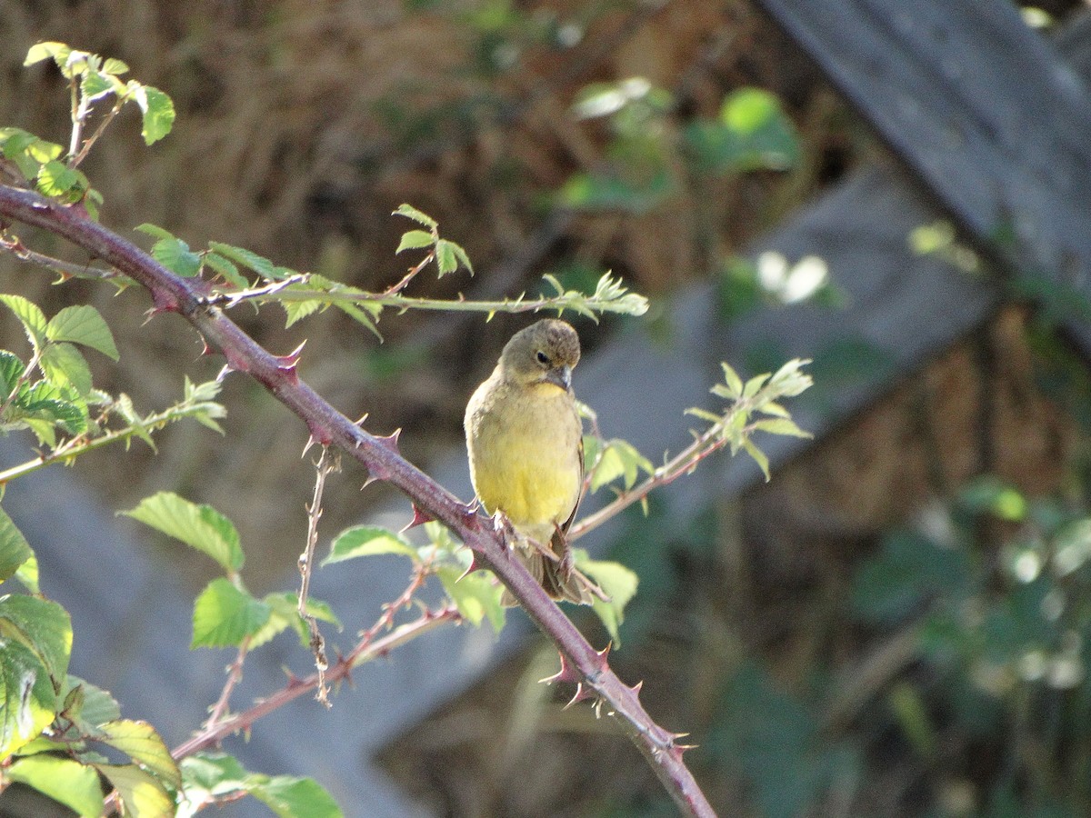 Grassland Yellow-Finch - ML644174763
