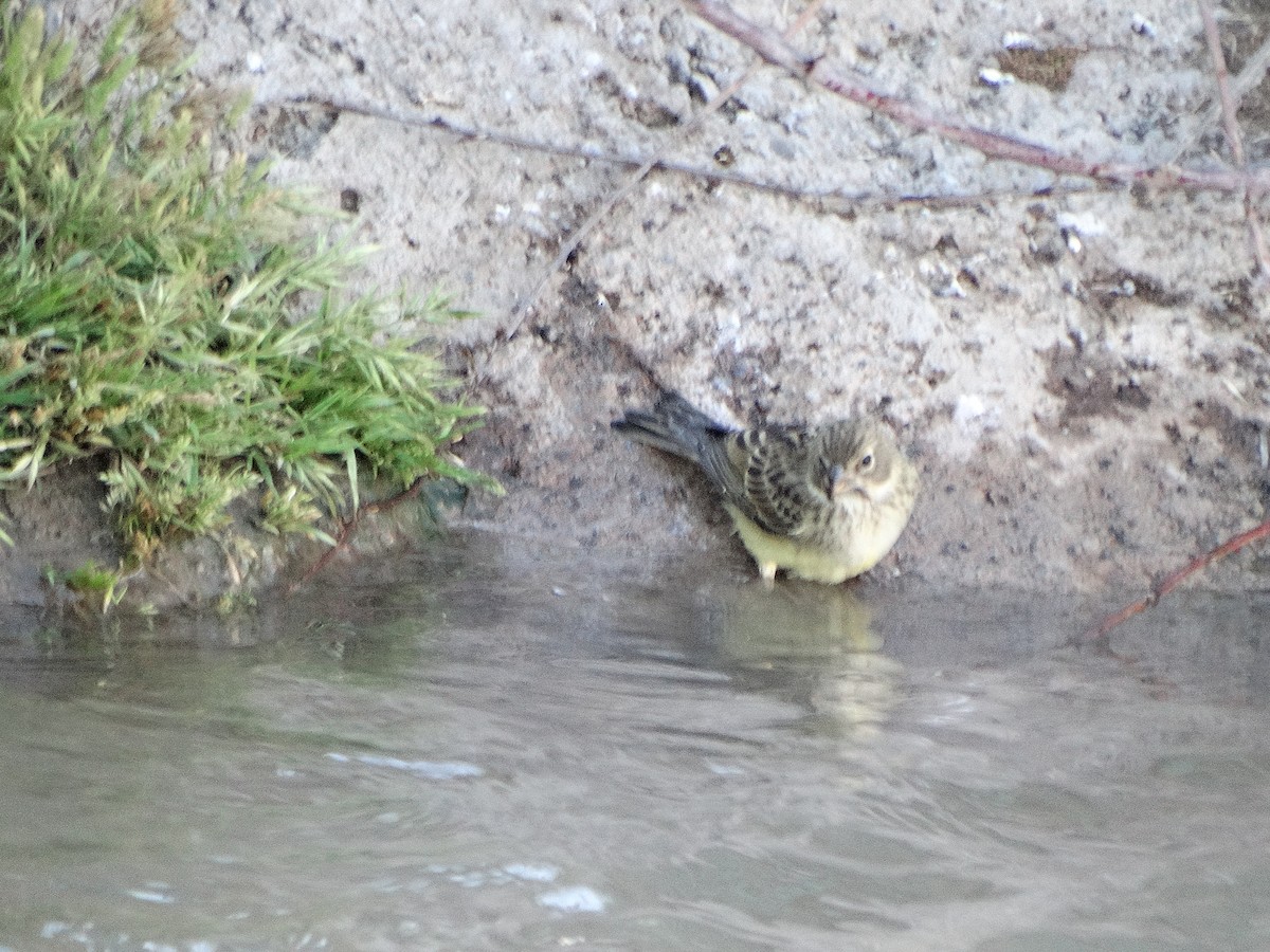 Grassland Yellow-Finch - ML644174764