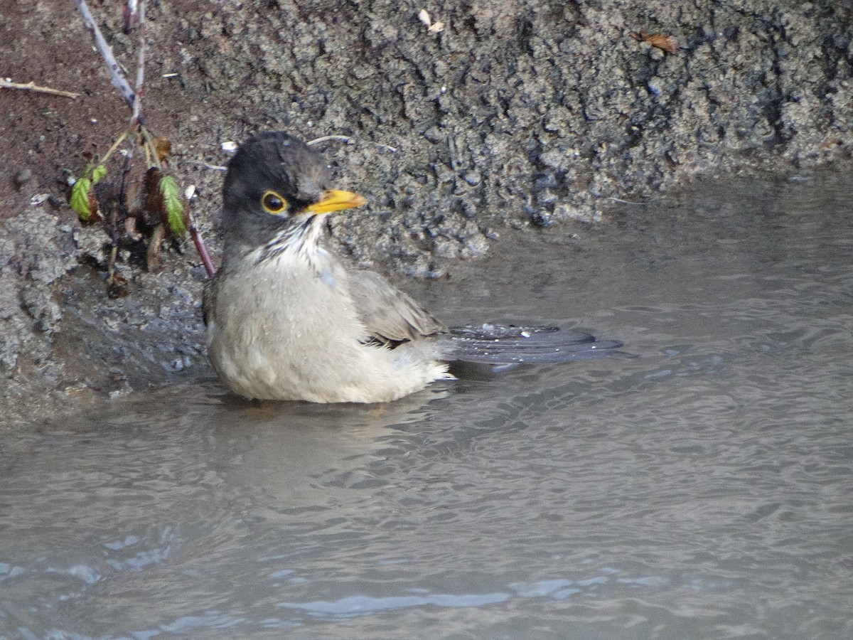 Austral Thrush - ML644174774