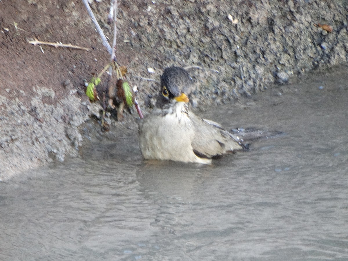 Austral Thrush - ML644174775