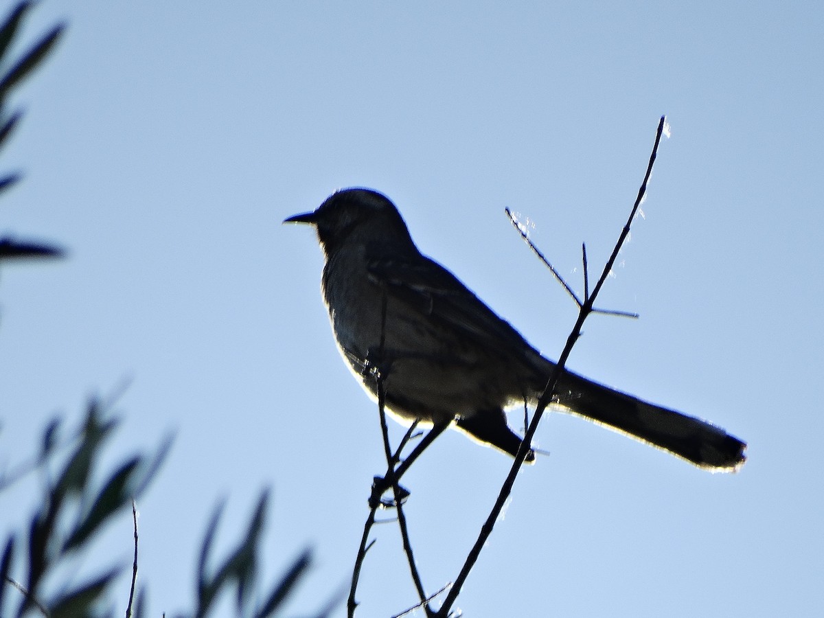 Чилийский пересмешник - ML644174779