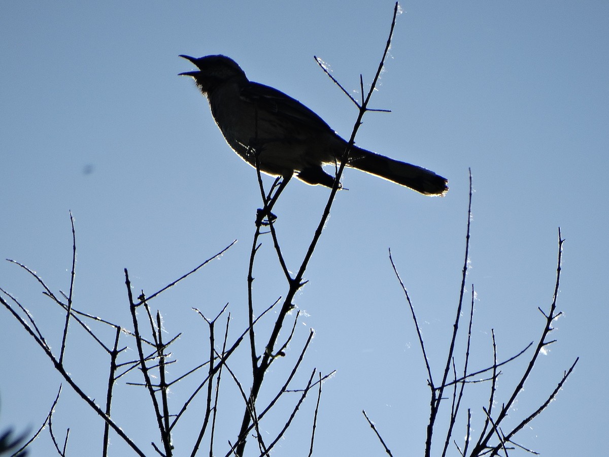 Чилийский пересмешник - ML644174780