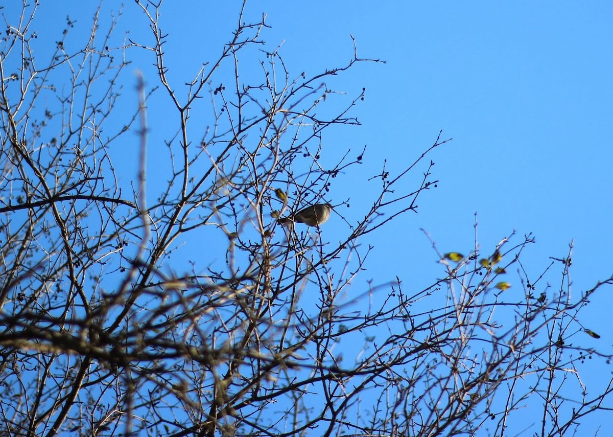 White-throated Sparrow - ML644174781