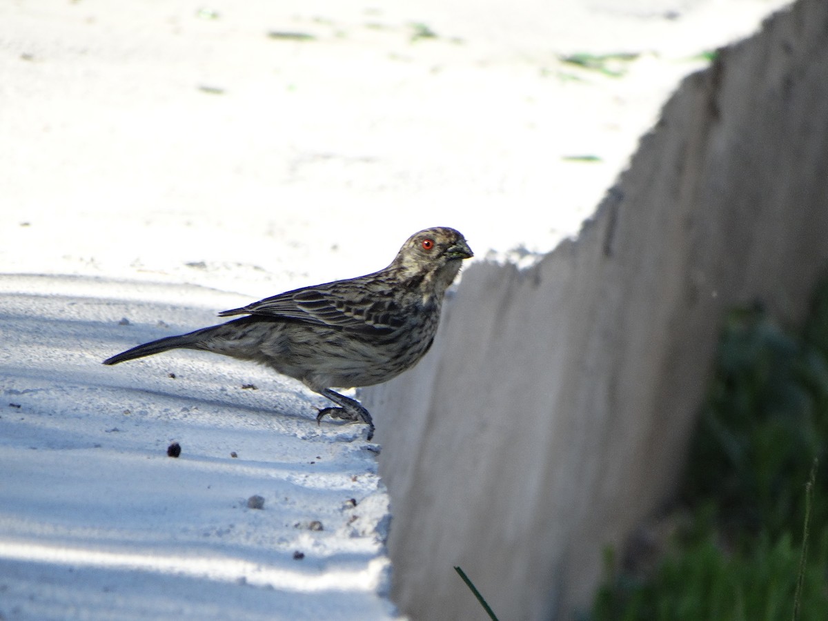 Rufous-tailed Plantcutter - ML644174784