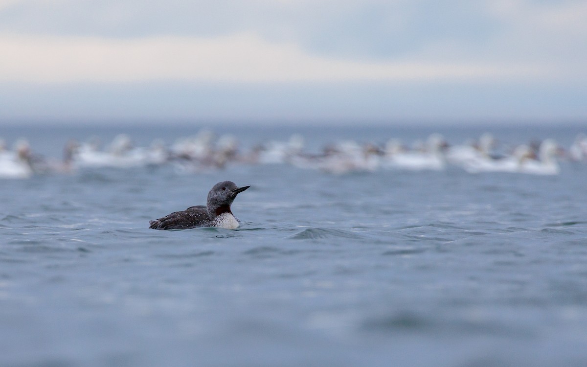 Red-throated Loon - ML644174787